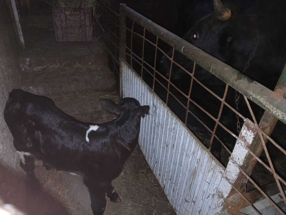 Продавам млада крава с мъжко теле