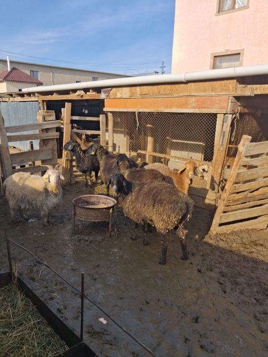 Гиссары тоқтылары