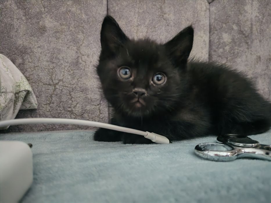 Продаются домашние котята