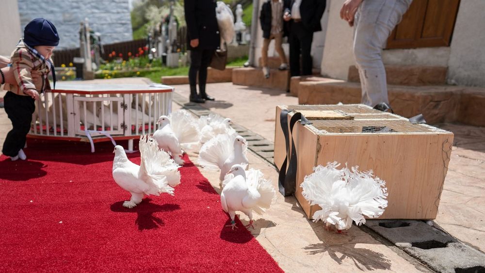 Pachet complet de decorațiuni și porumbei pentru evenimente speciale (