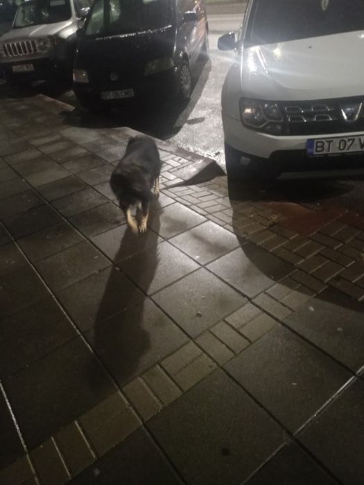 Donez câine pentru pază