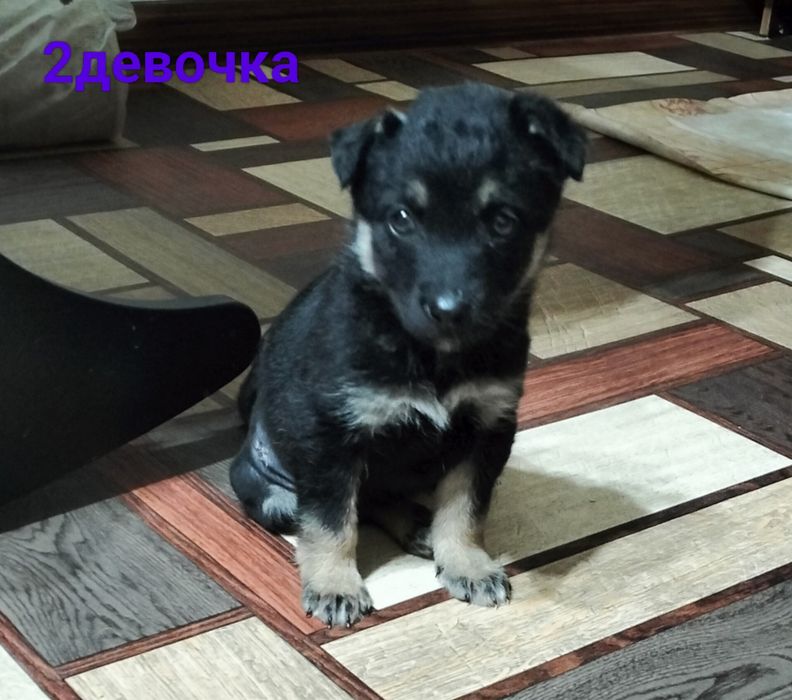 Щенки девочки бесплатно