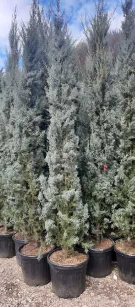 Plante Decorative Oriunde in tara!