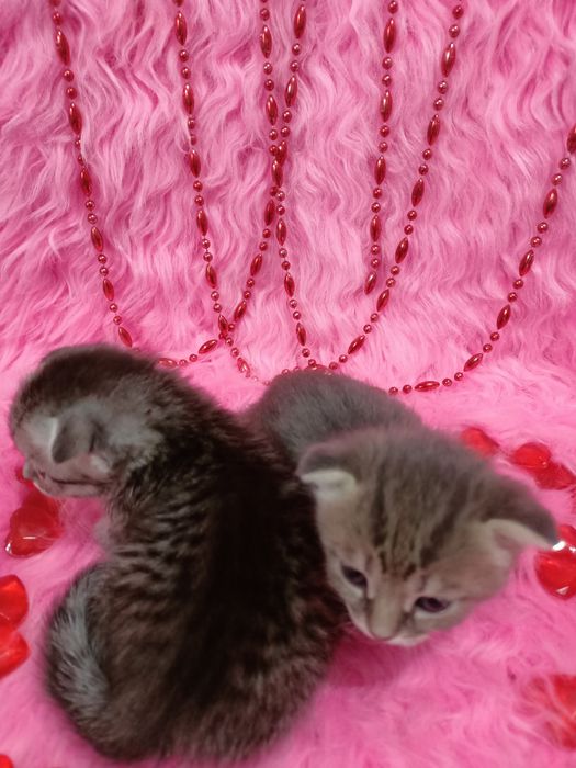 Продам вислоухих шотландцев