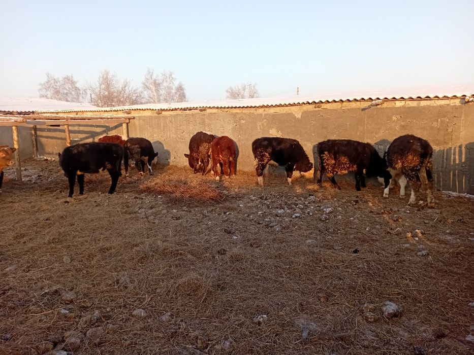 Потсос бұқалар .