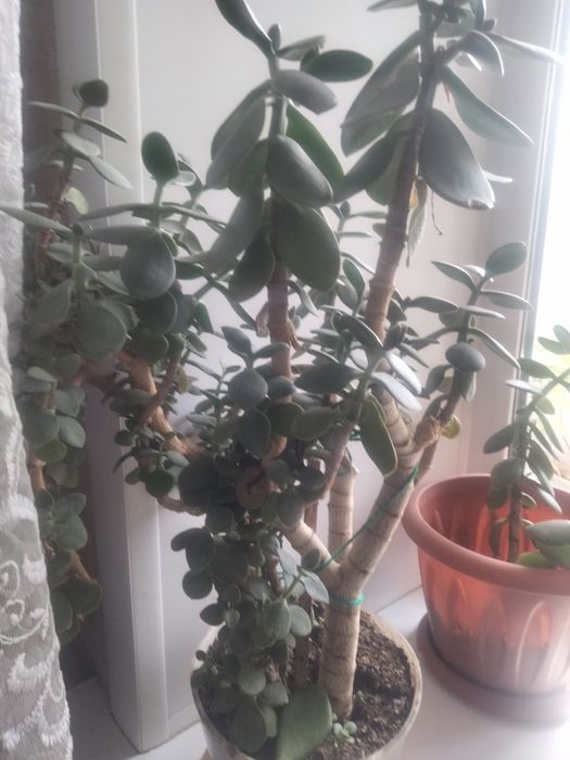 Продам цветы домашние Большие