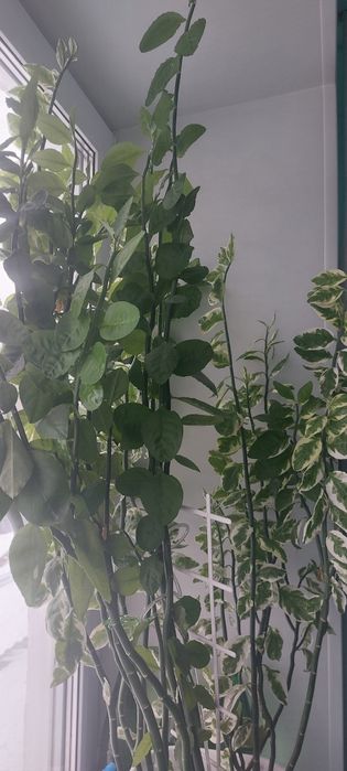 Комнотное растение