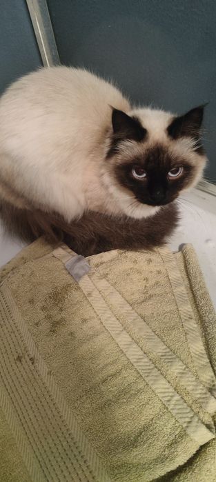 Pisicuță ragdoll