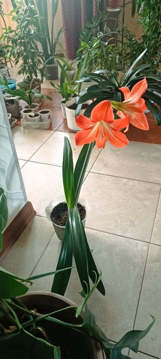 Комнатные цветы. Не дорого.