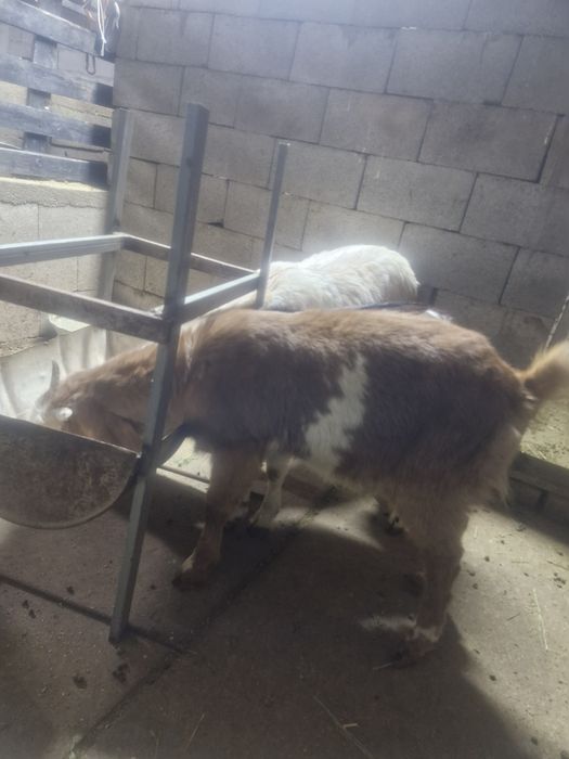 Битал таза ешкилер