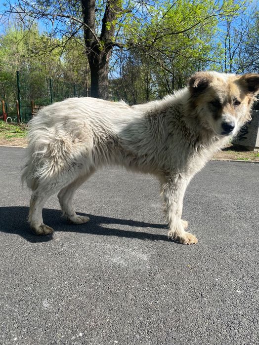Рошаво женско куче търси дом
