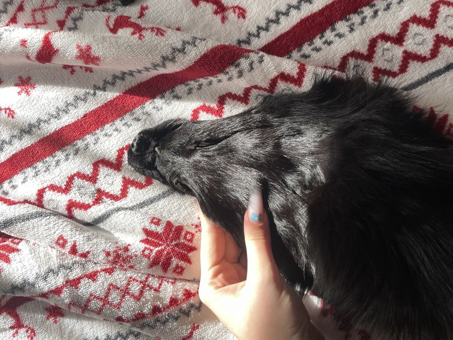 URGENT – Set blană naturală de vulpe neagră (3 piese)