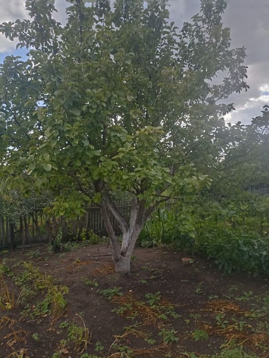 Продается дача Черёмушки