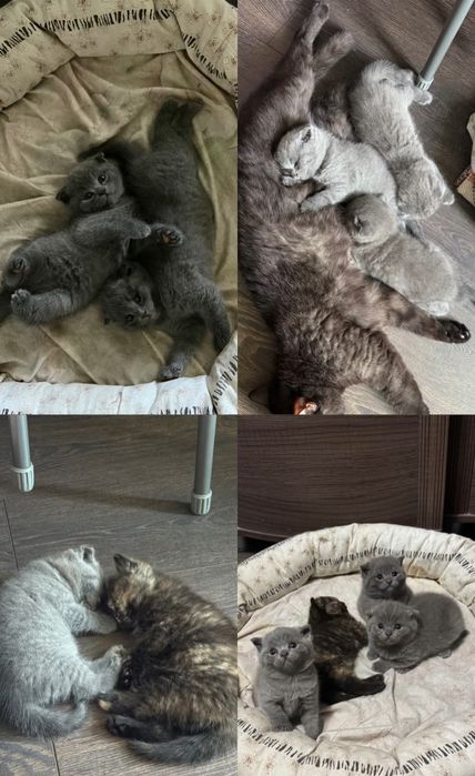 Британская кошечка