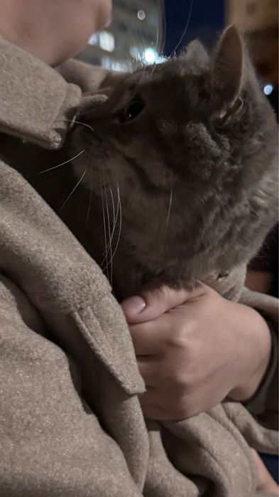 Кот сладкий ребенок ищет дом