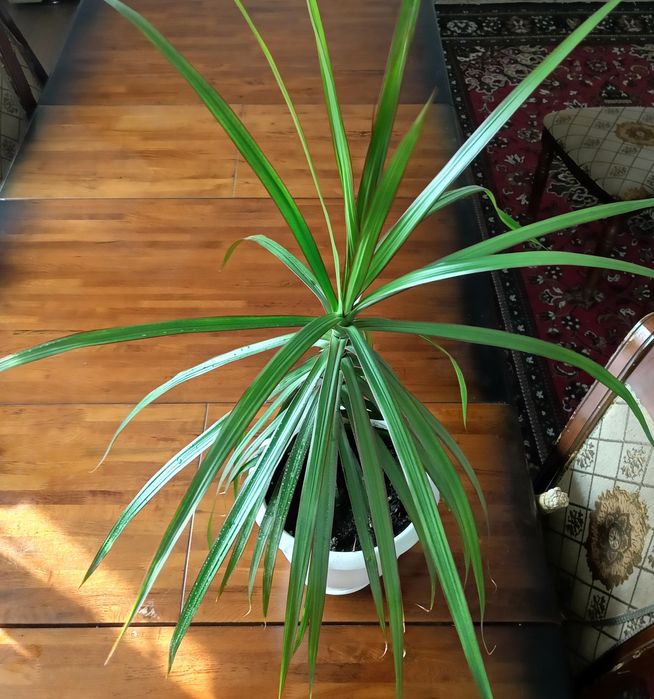 Продаю комнатную Драцену