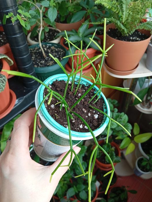 Продам комнатные растения