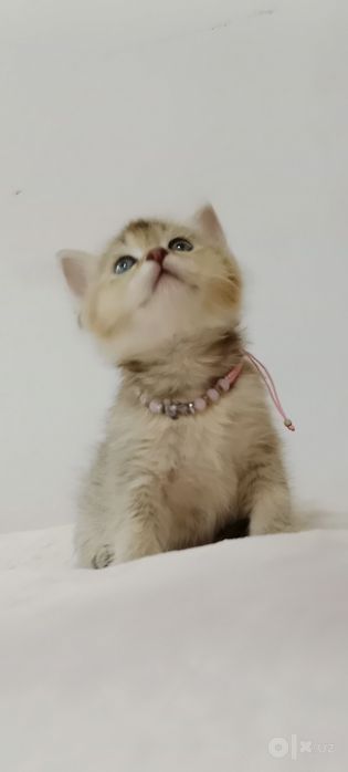 Девочка Скоттиш Страйт золотая тикированная Шиншила