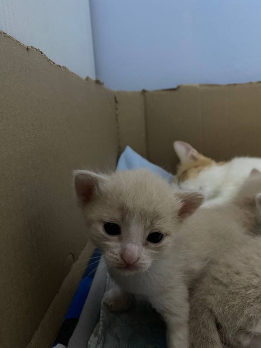 Отдам в добрые руки двух маленьких кошечек