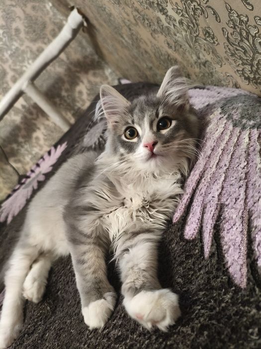 Отдам Котёнка бесплатно.