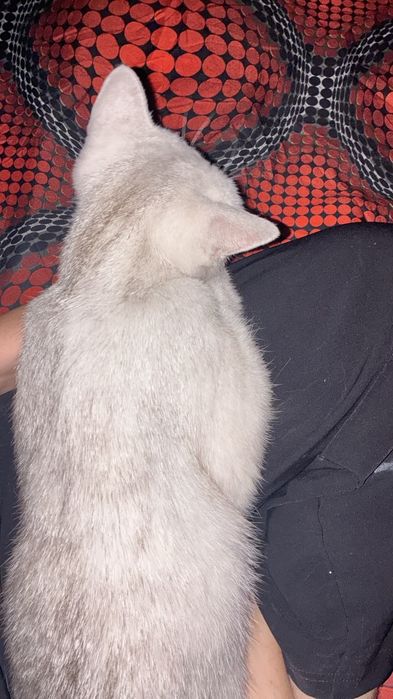 Отдам в добрые руки кошку и котенка