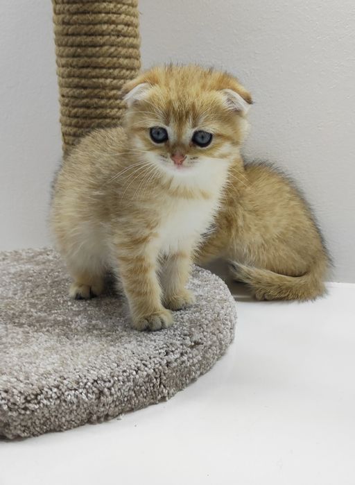 Кошечки и коТики шотландские/