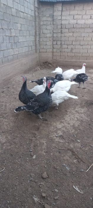 Продам индюки полугодичные