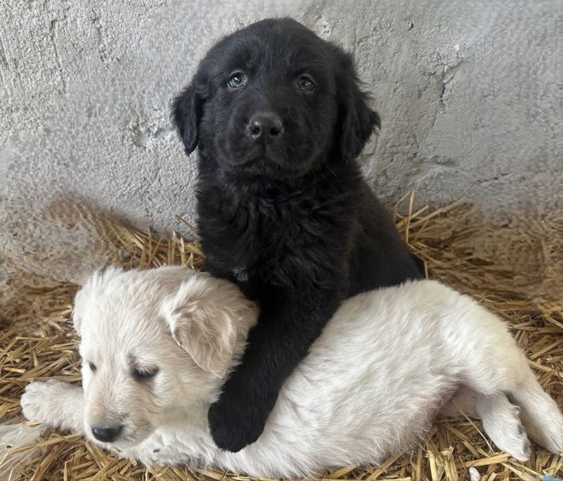 Spre adoprtie 6 pui de caine