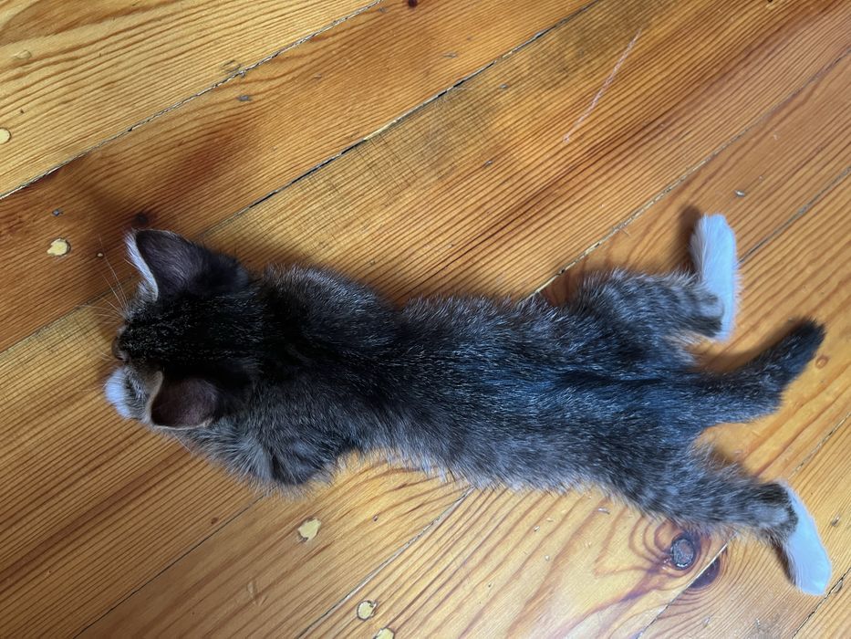 Котенок девочка