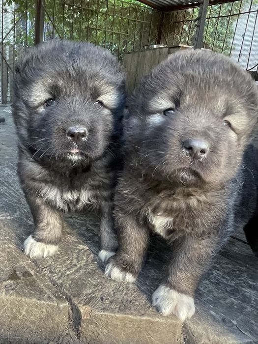 Кавказская овчарка