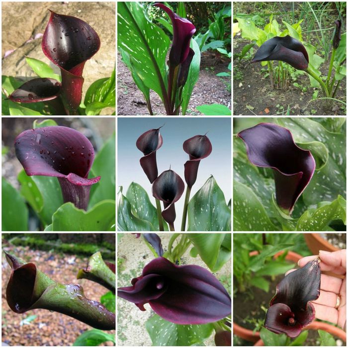 Продам КАЛЛЫ  сортовые