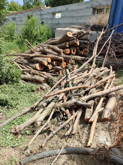 Quruq oʻtin. Qishda yoqish uchun juda qulay. Tol, tut va boshqa daraxt