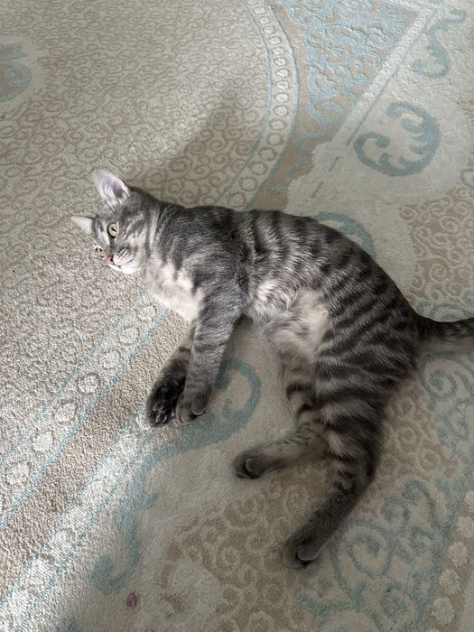 Кот 6 месяцев продается срочно