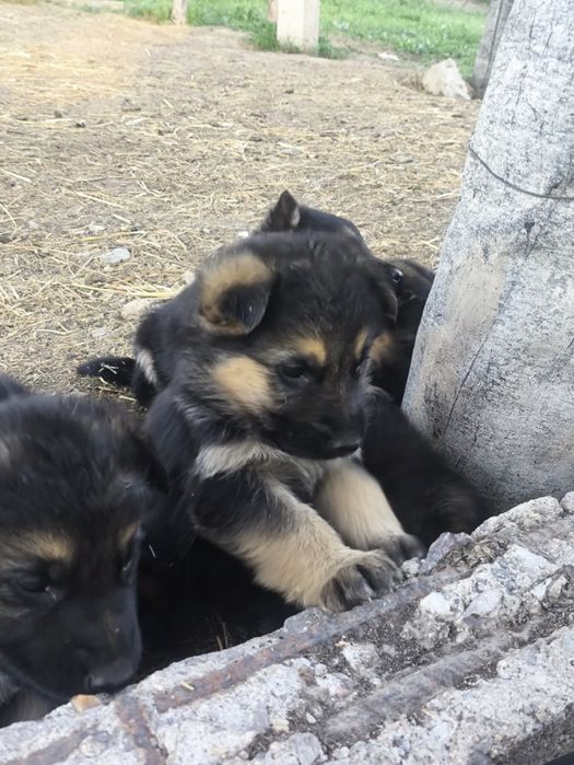 Овчарка сатылады