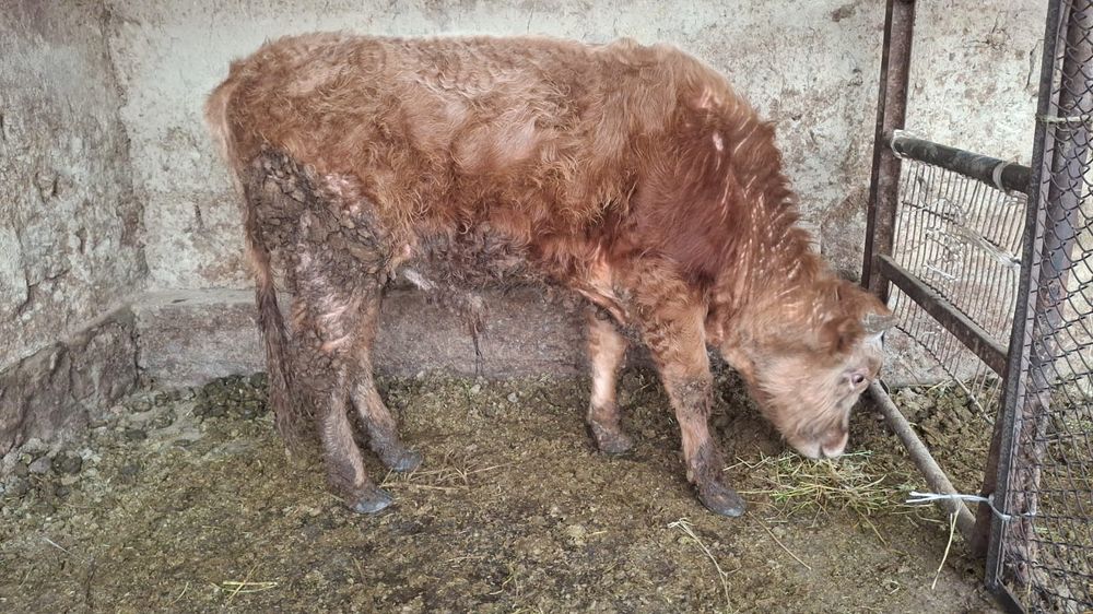 Бычок 1 жас 2 айлык