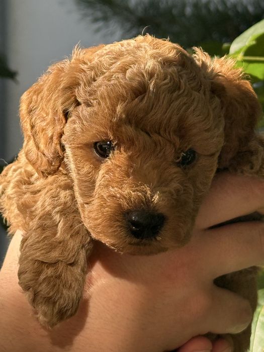Toy poodle/Чистокръвни той пуделчета (черни и ред/априкот)
