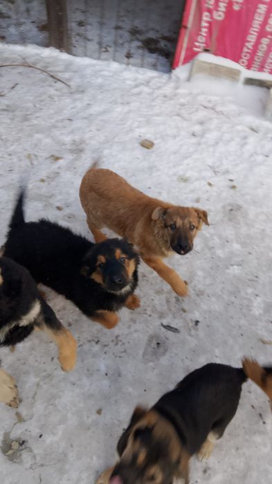 Отдам щенков в добрые руки