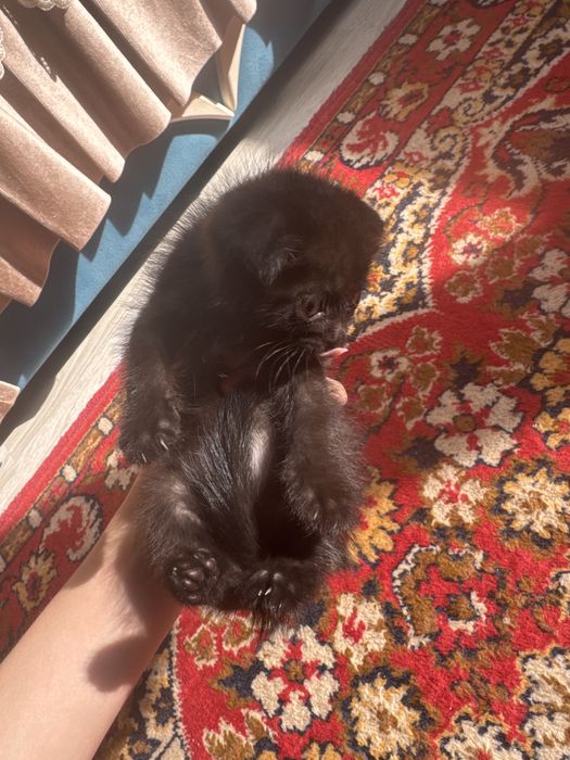 кошка шотландский