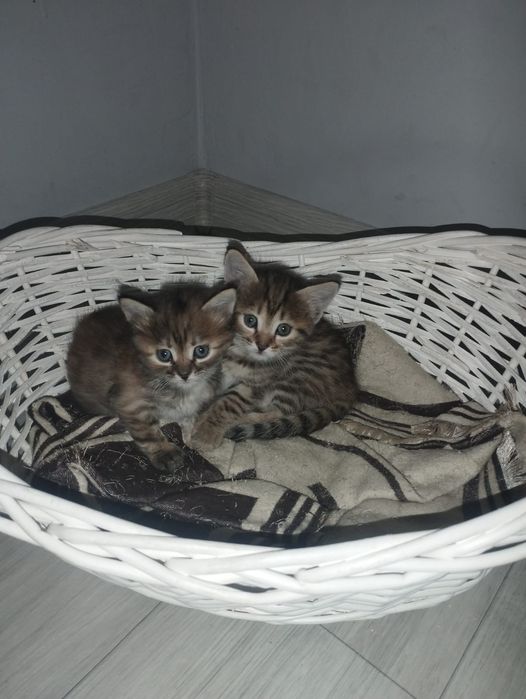 Отдам котят в добрые руки!!!