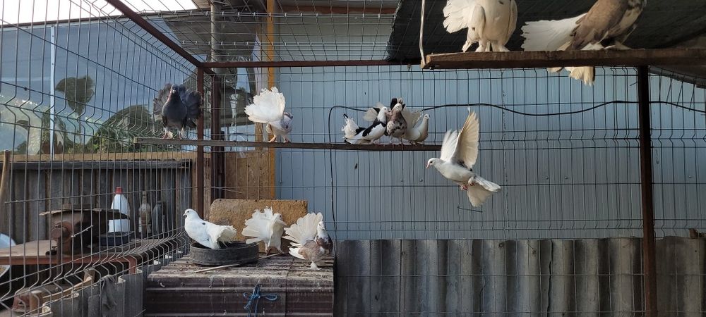 Porumbei voltați și  voltați indieni