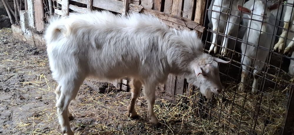 Vând țap pentru mai multe detalii sunati la nr de telefon