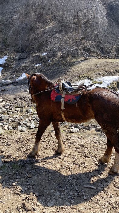Айгыр жеребец ат лошадь