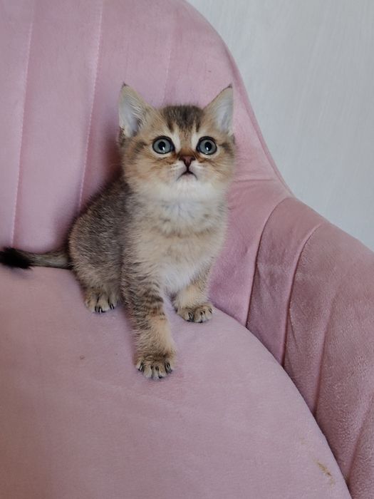 Котята Алматы Шиншиллы