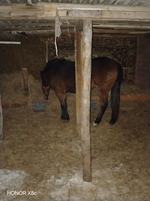 Продам молодую кобылку.