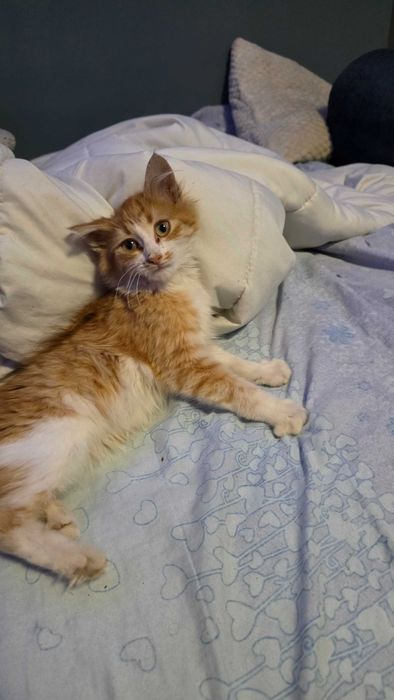 Подарявам две котета