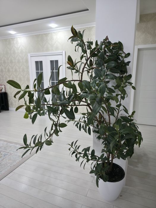 Продам цветы Фикус срочна