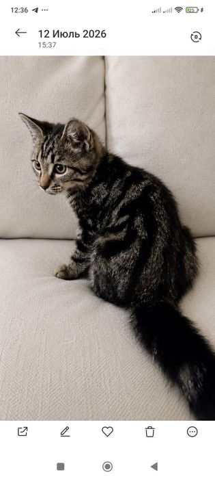 Котенок мальчик в надёжные руки