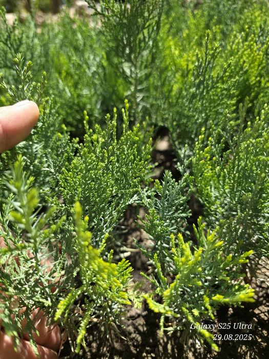 Туя голд кучатлари