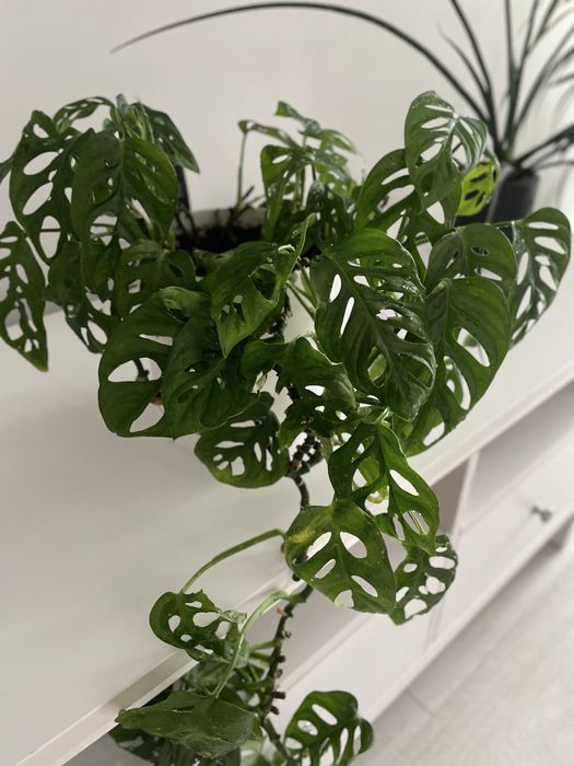 Продам монстеру манки