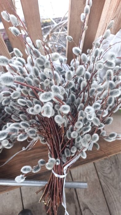 Продажа настоящей вербы